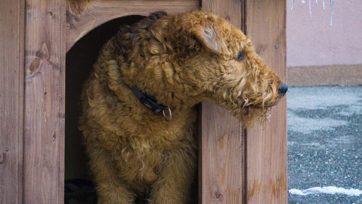 Auf diese Dinge sollte man bei der Wahl des Schlafplatzes für den Hund achten