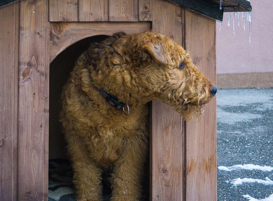 Auf diese Dinge sollte man bei der Wahl des Schlafplatzes für den Hund achten