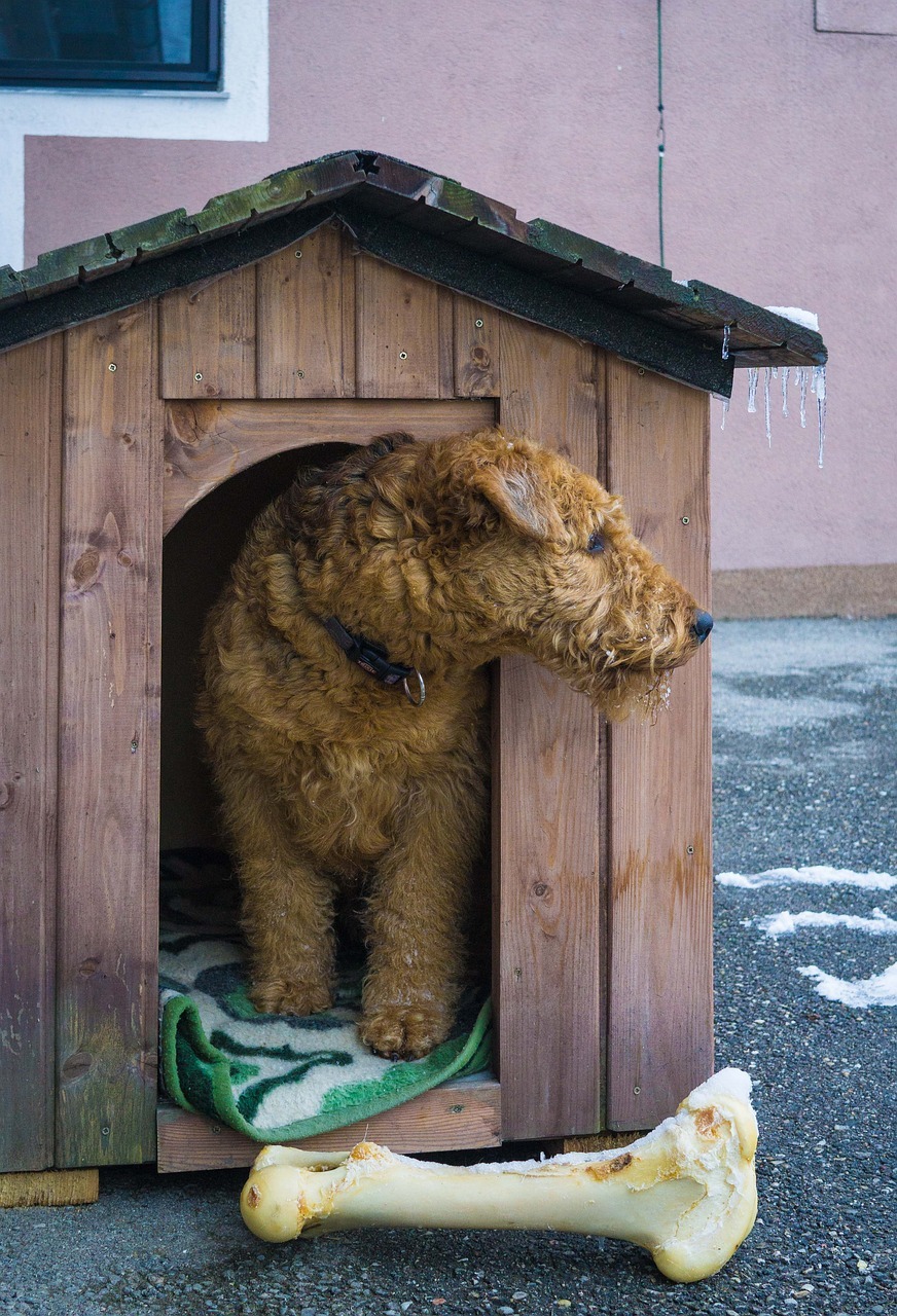 Auf diese Dinge sollte man bei der Wahl des Schlafplatzes für den Hund achten